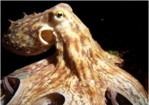 Exemplar de polvo comum Octopusvulgaris. Cultivo de polvos: realidade ou futuro distante? (Foto: www.diveland.es)