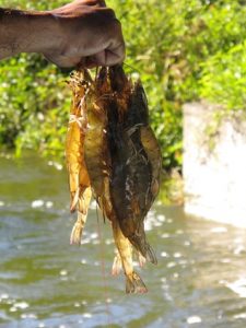 Cultivo de camarão branco Litopenaeus vannamei em Laguna realizado no passado. Experiências atuais do nordeste poderiam ajudar  a retomar a produção no  sul do Brasil?  (Foto: Maurício Emerenciano)